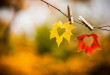 Autumn-leaves-awesome-love-wallpaper-672x372 (2)