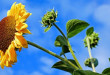 sun-flower-2663416_960_720-672x372 (1)