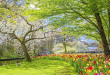 86169397-spring-blossom-nature-keukenhof-park-of-flowers-and-tulips-in-the-netherlands-beautiful-outdoor-scen-672x372