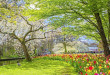 86169397-spring-blossom-nature-keukenhof-park-of-flowers-and-tulips-in-the-netherlands-beautiful-outdoor-scen-1038x576